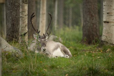 Reindeer farm and Ranua wildlife park visit